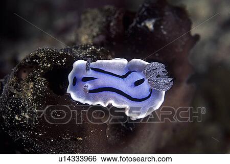Stock Photograph - Outdoors, Sea, Ocean, Marine Life, Underwater, Water, Coral. Fotosearch