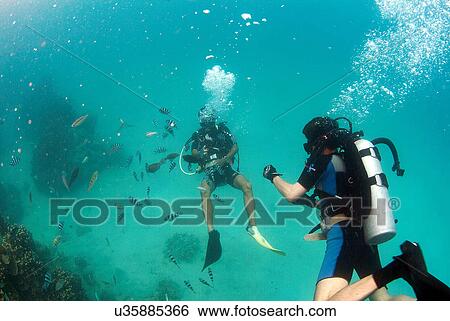Outdoors, Sea, Ocean, Marine Life, Underwater, Water, Coral View Large Photo Image Stock Photograph - Outdoors, Sea, Ocean, Marine Life, Underwater, Water, Coral. Fotosearch
