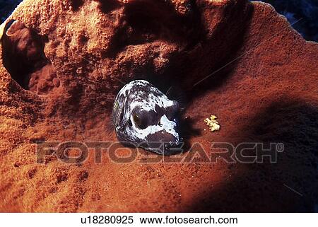 Stock Photography - Outdoors, Sea, Ocean, Marine Life, Underwater, Water, Coral. Fotosearch