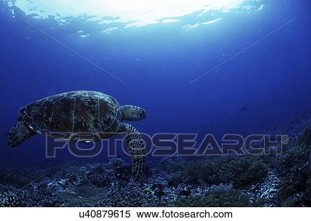 Outdoors, Sea, Ocean, Marine Life, Underwater, Water, Coral View Large Photo Image Stock Photography - Outdoors, Sea, Ocean, Marine Life, Underwater, Water, Coral. Fotosearch