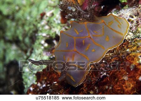 Stock Photography - Outdoors, Sea, Ocean, Marine Life, Underwater, Water, Coral. Fotosearch