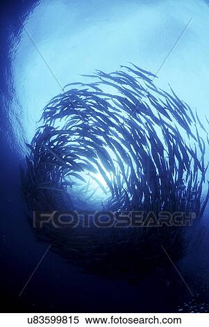 Outdoors, Sea, Ocean, Marine Life, Underwater, Water, Coral View Large Photo Image Stock Photography - Outdoors, Sea, Ocean, Marine Life, Underwater, Water, Coral. Fotosearch