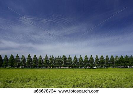 Tree, Nature, Beauty In Nature, Autumn, Leaf, Lush Foliage, Dense View Large Photo Image Picture - Tree, Nature, Beauty In Nature, Autumn, Leaf, Lush Foliage, Dense. Fotosearch
