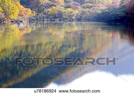Picture - Tree, Nature, Beauty In Nature, Autumn, Leaf, Lush Foliage, Dense. Fotosearch