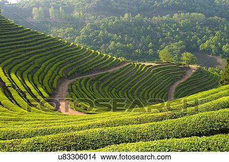 Tree, Nature, Beauty In Nature, Autumn, Leaf, Lush Foliage, Dense View Large Photo Image Picture - Tree, Nature, Beauty In Nature, Autumn, Leaf, Lush Foliage, Dense. Fotosearch