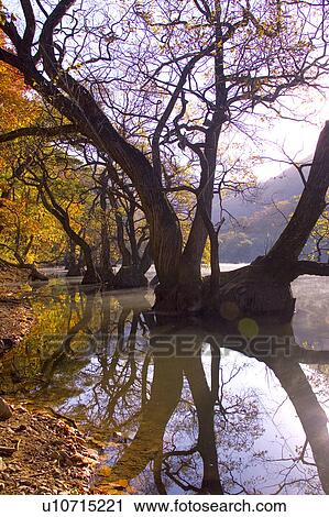 Tree, Nature, Beauty In Nature, Autumn, Leaf, Lush Foliage, Dense View Large Photo Image Stock Image - Tree, Nature, Beauty In Nature, Autumn, Leaf, Lush Foliage, Dense. Fotosearch