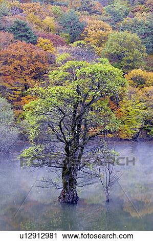 Tree, Nature, Beauty In Nature, Autumn, Leaf, Lush Foliage, Dense View Large Photo Image Stock Image - Tree, Nature, Beauty In Nature, Autumn, Leaf, Lush Foliage, Dense. Fotosearch