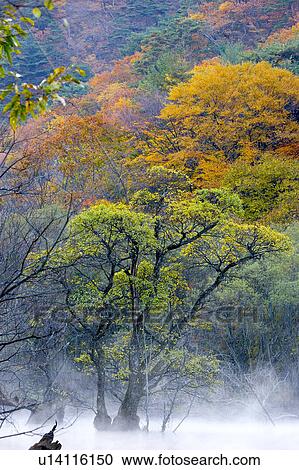 Stock Image - Tree, Nature, Beauty In Nature, Autumn, Leaf, Lush Foliage, Dense. Fotosearch