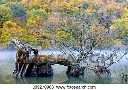 Tree, Nature, Beauty In Nature, Autumn, Leaf, Lush Foliage, Dense View Large Photo Image Stock Image - Tree, Nature, Beauty In Nature, Autumn, Leaf, Lush Foliage, Dense. Fotosearch