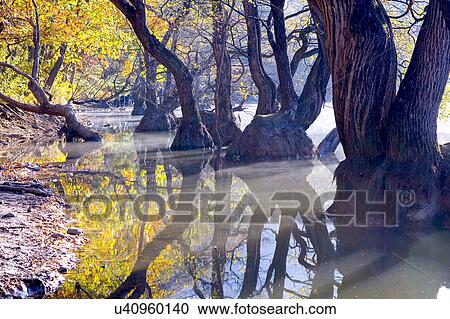Stock Image - Tree, Nature, Beauty In Nature, Autumn, Leaf, Lush Foliage, Dense. Fotosearch