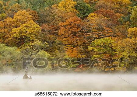 Tree, Nature, Beauty In Nature, Autumn, Leaf, Lush Foliage, Dense View Large Photo Image Stock Image - Tree, Nature, Beauty In Nature, Autumn, Leaf, Lush Foliage, Dense. Fotosearch