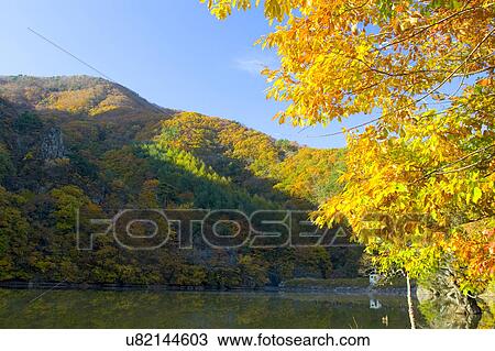 Stock Image - Tree, Nature, Beauty In Nature, Autumn, Leaf, Lush Foliage, Dense. Fotosearch
