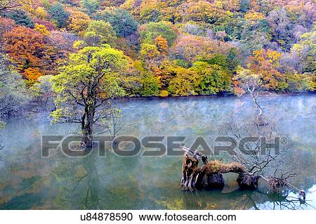 Tree, Nature, Beauty In Nature, Autumn, Leaf, Lush Foliage, Dense View Large Photo Image Stock Image - Tree, Nature, Beauty In Nature, Autumn, Leaf, Lush Foliage, Dense. Fotosearch