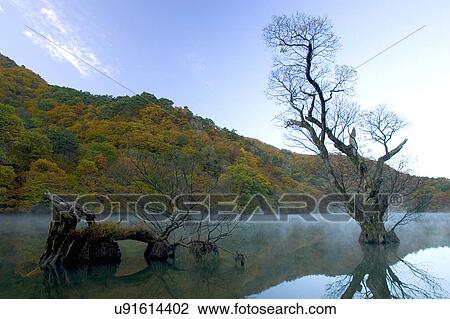 Stock Image - Tree, Nature, Beauty In Nature, Autumn, Leaf, Lush Foliage, Dense. Fotosearch