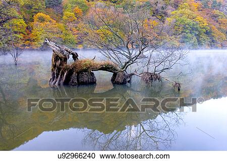 Tree, Nature, Beauty In Nature, Autumn, Leaf, Lush Foliage, Dense View Large Photo Image Stock Image - Tree, Nature, Beauty In Nature, Autumn, Leaf, Lush Foliage, Dense. Fotosearch