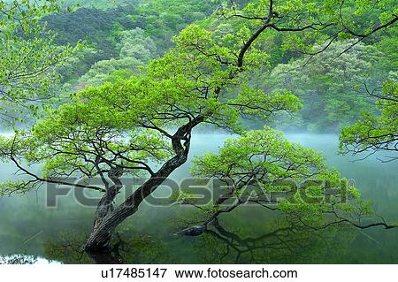 Tree, Nature, Beauty In Nature, Autumn, Leaf, Lush Foliage, Dense View Large Photo Image Stock Photo - Tree, Nature, Beauty In Nature, Autumn, Leaf, Lush Foliage, Dense. Fotosearch