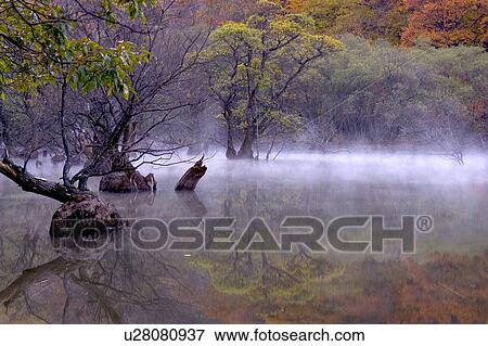 Tree, Nature, Beauty In Nature, Autumn, Leaf, Lush Foliage, Dense View Large Photo Image Stock Photo - Tree, Nature, Beauty In Nature, Autumn, Leaf, Lush Foliage, Dense. Fotosearch