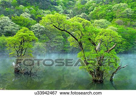 Tree, Nature, Beauty In Nature, Autumn, Leaf, Lush Foliage, Dense View Large Photo Image Stock Photo - Tree, Nature, Beauty In Nature, Autumn, Leaf, Lush Foliage, Dense. Fotosearch