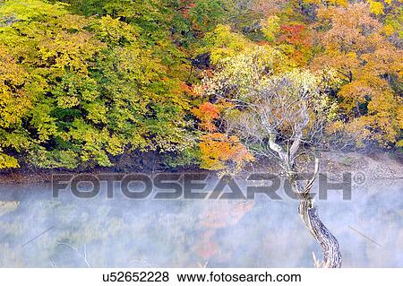 Stock Photo - Tree, Nature, Beauty In Nature, Autumn, Leaf, Lush Foliage, Dense. Fotosearch