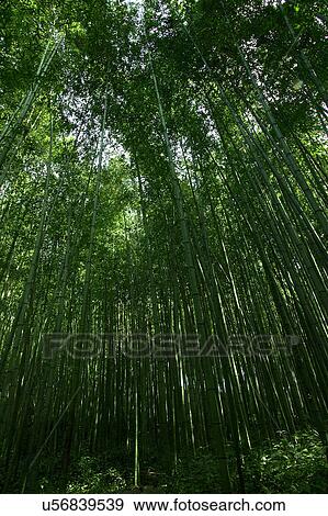 Stock Photo - Tree, Nature, Beauty In Nature, Autumn, Leaf, Lush Foliage, Dense. Fotosearch