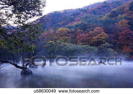 Stock Photo - Tree, Nature, Beauty In Nature, Autumn, Leaf, Lush Foliage, Dense. Fotosearch