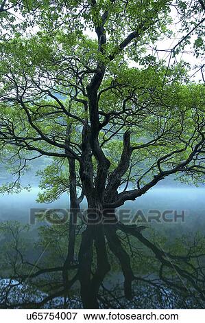Tree, Nature, Beauty In Nature, Autumn, Leaf, Lush Foliage, Dense View Large Photo Image Stock Photo - Tree, Nature, Beauty In Nature, Autumn, Leaf, Lush Foliage, Dense. Fotosearch