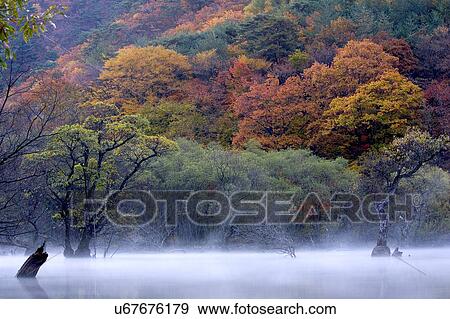 Stock Photo - Tree, Nature, Beauty In Nature, Autumn, Leaf, Lush Foliage, Dense. Fotosearch
