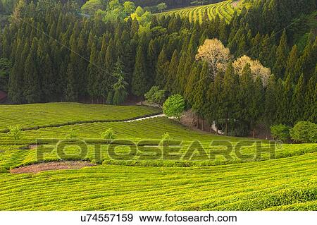Tree, Nature, Beauty In Nature, Autumn, Leaf, Lush Foliage, Dense View Large Photo Image Stock Photo - Tree, Nature, Beauty In Nature, Autumn, Leaf, Lush Foliage, Dense. Fotosearch