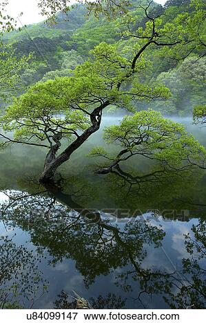 Stock Photo - Tree, Nature, Beauty In Nature, Autumn, Leaf, Lush Foliage, Dense. Fotosearch