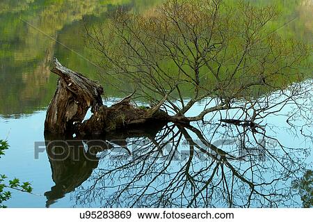 Tree, Nature, Beauty In Nature, Autumn, Leaf, Lush Foliage, Dense View Large Photo Image Stock Photo - Tree, Nature, Beauty In Nature, Autumn, Leaf, Lush Foliage, Dense. Fotosearch