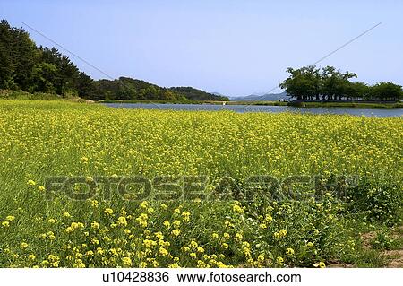 Stock Photograph - Tree, Nature, Beauty In Nature, Autumn, Leaf, Lush Foliage, Dense. Fotosearch