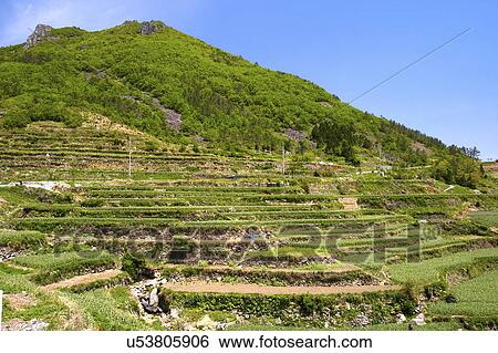Tree, Nature, Beauty In Nature, Autumn, Leaf, Lush Foliage, Dense View Large Photo Image Stock Photograph - Tree, Nature, Beauty In Nature, Autumn, Leaf, Lush Foliage, Dense. Fotosearch