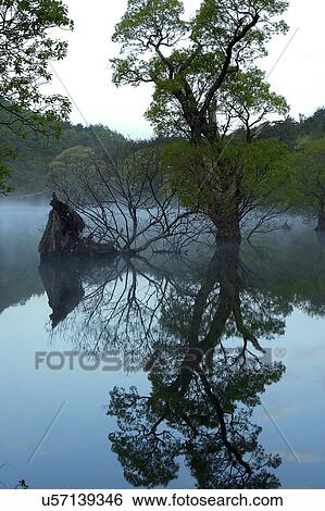 Tree, Nature, Beauty In Nature, Autumn, Leaf, Lush Foliage, Dense View Large Photo Image Stock Photograph - Tree, Nature, Beauty In Nature, Autumn, Leaf, Lush Foliage, Dense. Fotosearch