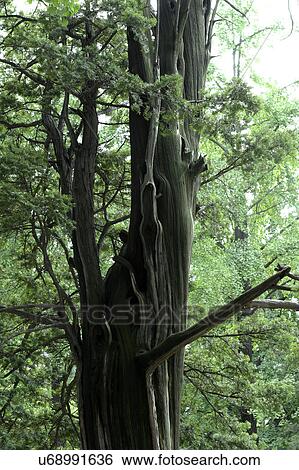 Tree, Nature, Beauty In Nature, Autumn, Leaf, Lush Foliage, Dense View Large Photo Image Stock Photograph - Tree, Nature, Beauty In Nature, Autumn, Leaf, Lush Foliage, Dense. Fotosearch