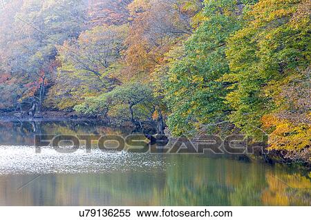 Tree, Nature, Beauty In Nature, Autumn, Leaf, Lush Foliage, Dense View Large Photo Image Stock Photography - Tree, Nature, Beauty In Nature, Autumn, Leaf, Lush Foliage, Dense. Fotosearch