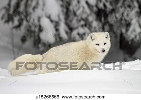 Arctic Wolf (Canis lupus arctos), also called snow wolf or white wolf, a subspecies of the gray wolf, Lapland, Sweden View Large Photo Image Stock Photograph - Arctic Wolf (Canis lupus arctos), also called snow wolf or white wolf, a subspecies of the gray wolf, Lapland, Sweden. Fotosearch