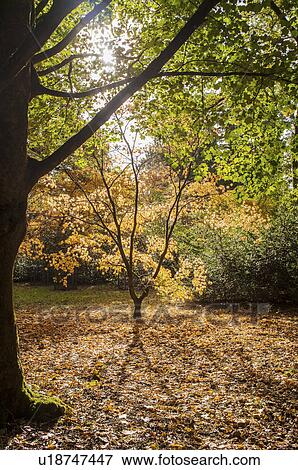 Stock Photo - Autumn in forest. Fotosearch