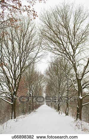 Avenue of trees in winter View Large Photo Image Stock Image - Avenue of trees in winter. Fotosearch