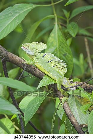 Basilisk lizard (Basiliscus plumifrons) on tree branch, Costa Rica View Large Photo Image Stock Photography - Basilisk lizard (Basiliscus plumifrons) on tree branch, Costa Rica. Fotosearch