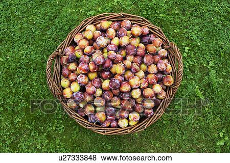 Basket full of plums, overhead view View Large Photo Image Stock Photo - Basket full of plums, overhead view. Fotosearch