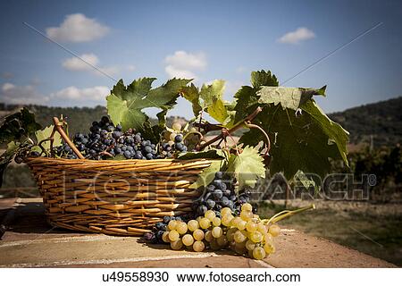 Stock Image - Basket of grapes, Siena, Valle Orcia, Tuscany, Italy. Fotosearch