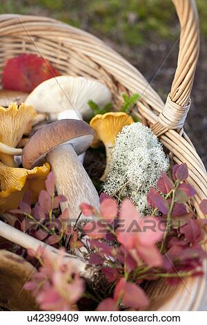 Basket of mushrooms and autumnal leaves View Large Photo Image Stock Photo - Basket of mushrooms and autumnal leaves. Fotosearch