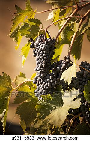 Stock Image - Black grapes on vine. Fotosearch