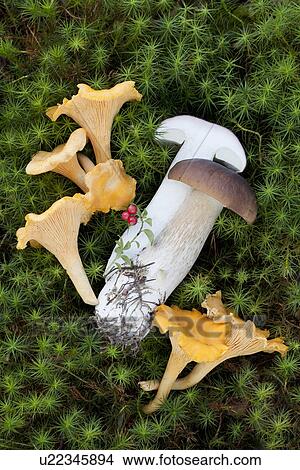 Boletus edulis (porcini) and Cantharellus cibarius (chanterelle) mushrooms View Large Photo Image Picture - Boletus edulis (porcini) and Cantharellus cibarius (chanterelle) mushrooms. Fotosearch