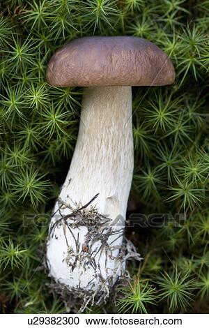 Boletus edulis (porcini) mushroom View Large Photo Image Stock Image - Boletus edulis (porcini) mushroom. Fotosearch