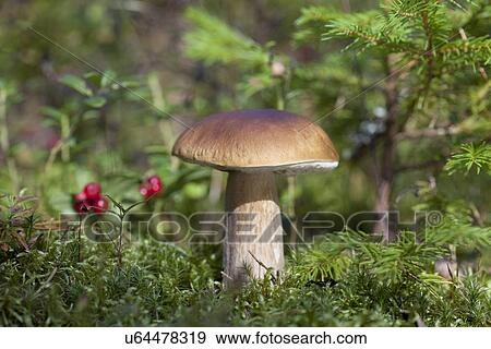 Boletus edulis (porcini) mushroom growing View Large Photo Image Stock Photo - Boletus edulis (porcini) mushroom growing. Fotosearch
