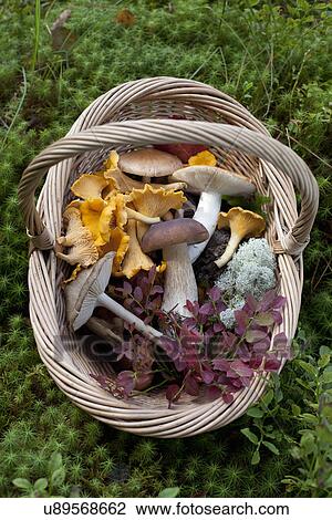 Stock Image - Cantharellus cibarius (chanterelle) and Boletus edulis (porcini) mushrooms. Fotosearch