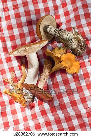 Cantharellus cibarius (chanterelle) and Boletus edulis (porcini) mushrooms View Large Photo Image Stock Photography - Cantharellus cibarius (chanterelle) and Boletus edulis (porcini) mushrooms. Fotosearch