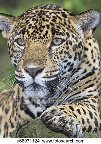 Close up of adult male jaguar (Panthera onca), San Jose, Costa Rica View Large Photo Image Picture - Close up of adult male jaguar (Panthera onca), San Jose, Costa Rica. Fotosearch