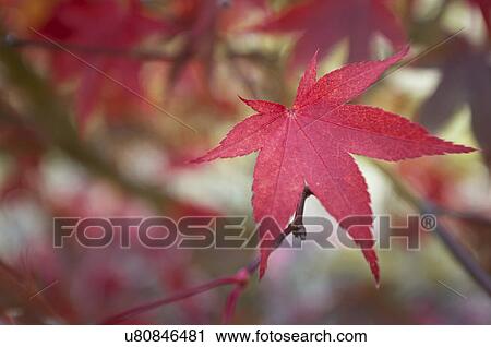 Close up of asian maple leaf in autumn View Large Photo Image Stock Image - Close up of asian maple leaf in autumn. Fotosearch